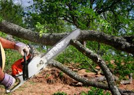 How Our Tree Care Process Works  in White Plains, NY